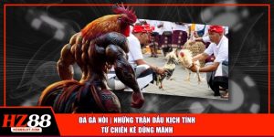 Đá gà nòi những trận đấu kịch tính từ chiến kê dũng mạnh