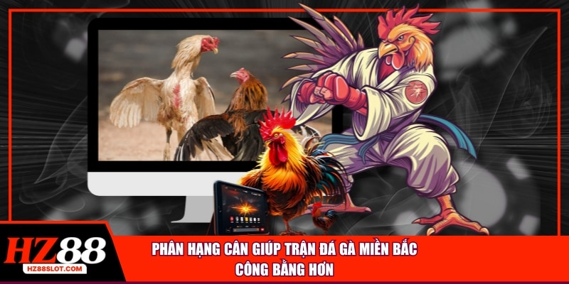Phân hạng cân giúp trận đá gà miền Bắc công bằng hơn