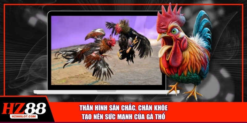 Thân hình săn chắc, chân khỏe tạo nên sức mạnh của gà Thổ